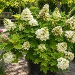 Hortenzia dubolistá (Hydrangea quercifolia) 'ALICE' - výška 20-30 cm, kont. C2L
